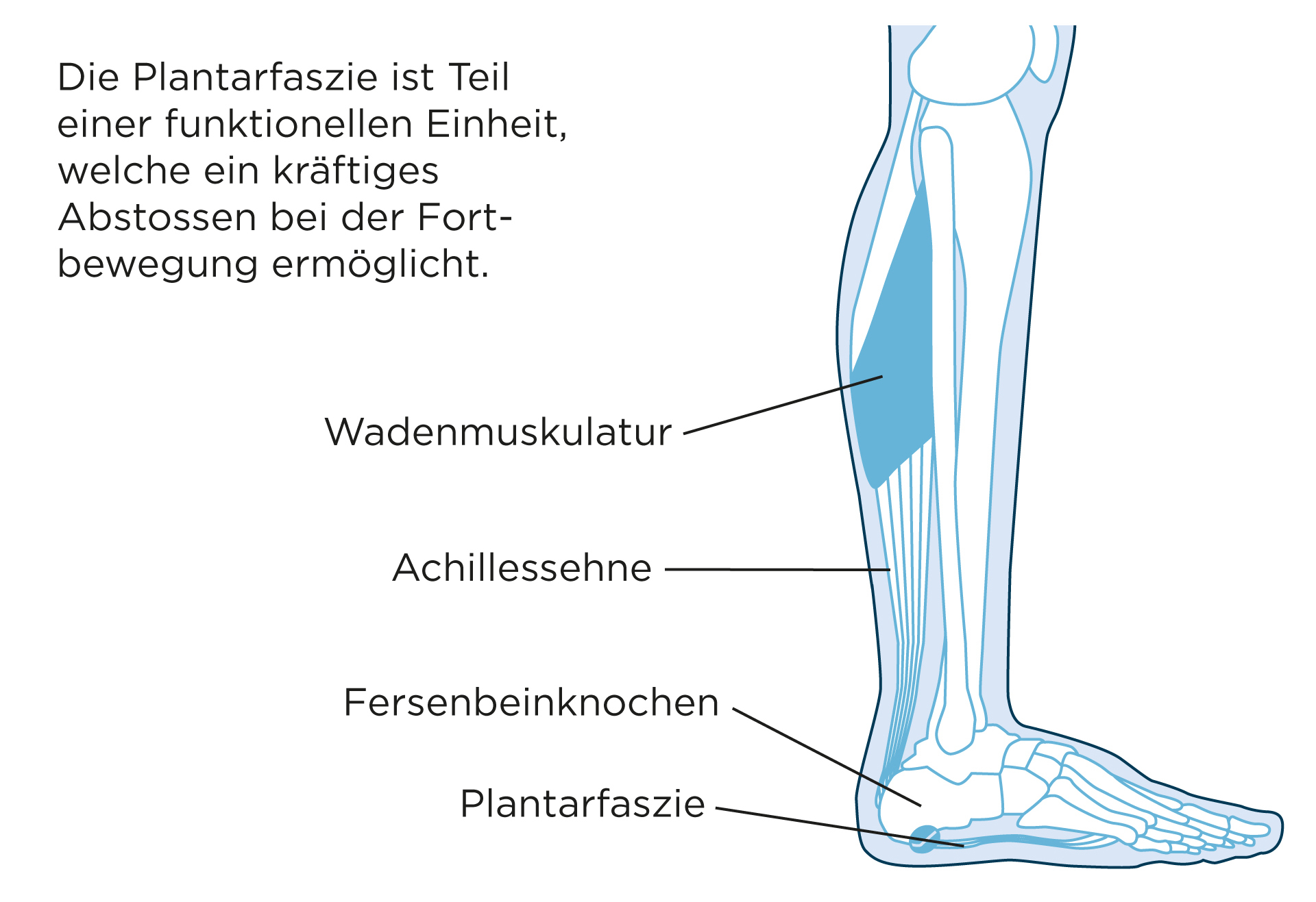 Wenn die Ferse schmerzt – Plantarfasziitis
